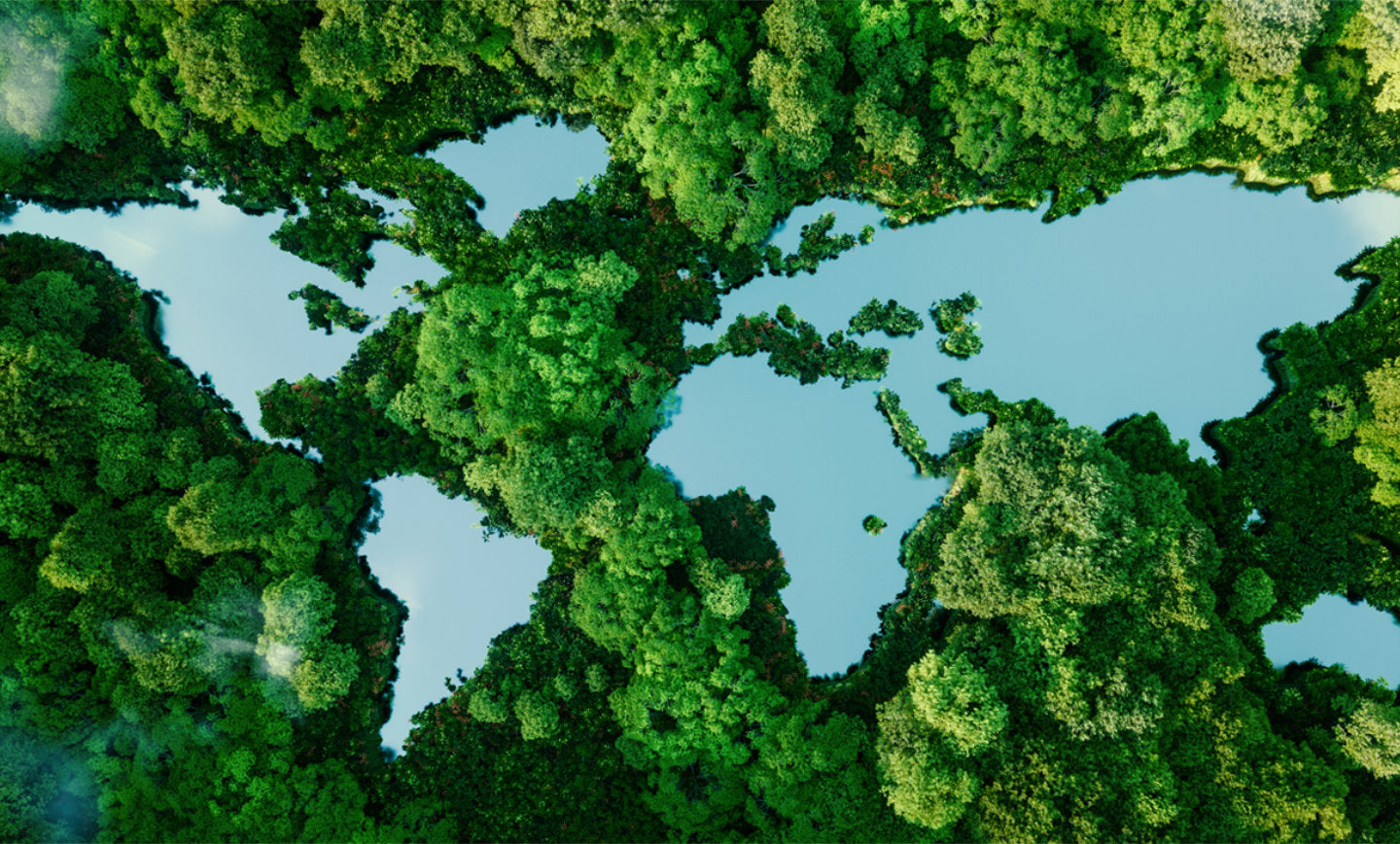 image of a forest